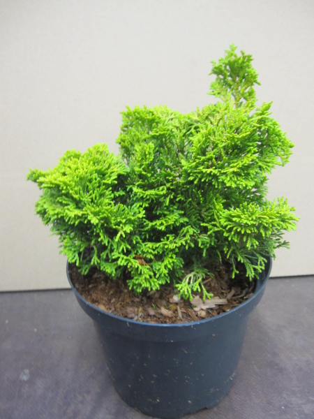 Muschelzypresse Meroke Twin - Chamaecyparis obtusa Meroke Twin - Fächerblattzypressen - Hinoki-Scheinzypressen